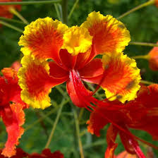 Image result for Caesalpinia rostrata