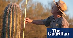 I remember very clearly someone saying, 'don't shake hands with the cactus,' and i thought, 'well, why not? Yanked From The Ground Cactus Theft Is Ravaging The American Desert Environment The Guardian