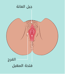 المهبل والأعضاء الداخلية - الحب ثقافة