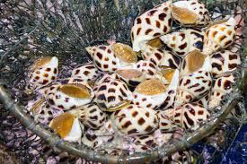 Kết quả hình ảnh cho ốc biển