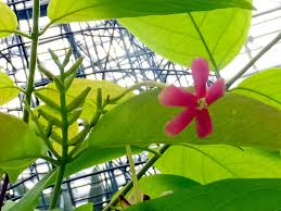 Image result for Combretum indicum