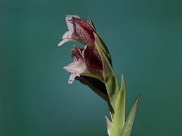 Image result for Gladiolus ecklonii