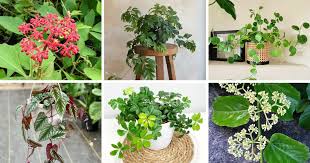 Image result for Cissus rubiginosa