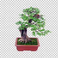 Bonsai Basics Beginning Bonsai The Gentle Art Of Miniature Tree Growing Indoor Bonsai Png Agriculture Big Pictur Indoor Bonsai Growing Tree Miniature Trees