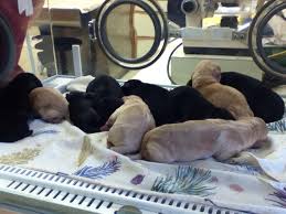 high point veterinary hospital 2507 s