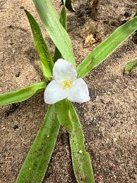 Image result for Anthericopsis sepalosa