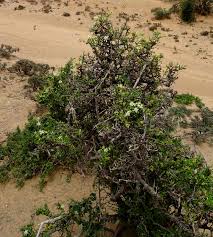 Image result for Grewia hornbyi