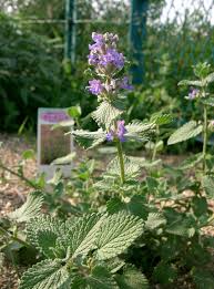 The tough plants are easy to grow and low maintenance, use them in borders with other perennials or as an informal edging as an alternative to lavender. Nepeta Faassenii Wikipedia