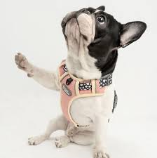 Best harness for french bulldog puppy? 14 Best French Bulldog Harnesses To Buy In 2020 Sitename