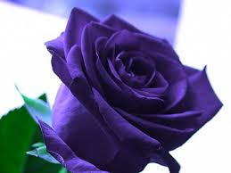 Pin By Carolyn Basey On The Color Purple Purple Roses Purple Roses Wallpaper Beautiful Rose Flowers