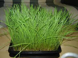 Grow Your Own Wheatgrass 7 Steps With Pictures