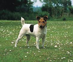 Typically, jack russell terriers can weigh up to 15 pounds, but they often act like they weigh 150. Jack Russell Terrier Patterjack