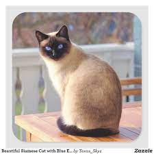 Beautiful Siamese Cat With Blue Eyes Square Sticker Zazzle Com In 2021 Cats Siamese Cats Cats And Kittens