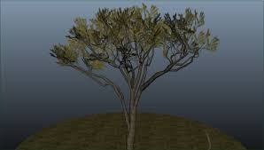 20 percent of the earth's land area is covered with rich tropical grasslands. Erik Davis Jackal Berry Tree