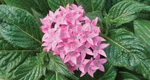 Image result for Pentas schumanniana