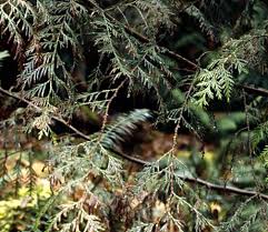 Image result for didymascella thujina