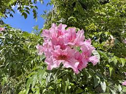 Image result for Podranea brycei