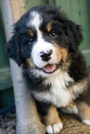 Golden retriever meets new bernese mountain dog puppy for the first time! Puppies Bernese Mountain Dog Puppy Dogs Puppies