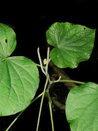 Image result for Piper umbellatum