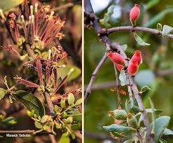 Image result for Tapinanthus