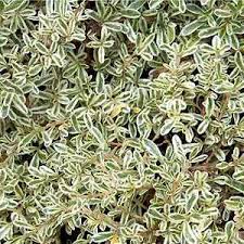 Image result for Cyperus kirkii
