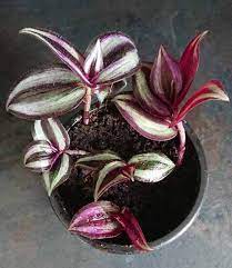 Growing wandering jew indoors before frost hits in the fall, bring your wandering jew plants into the house, and keep them growing indoors through the winter as houseplants. Wandering Jew Plant Inch Plant Tradescantia Zebrina Zebrina Pendula Guide Our House Plants