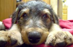 Our puppies are home raised and handled constantly. San Diego Airedale Terriers