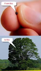 Check spelling or type a new query. Please Pass The Mustard Seed For His Glory