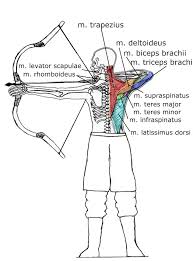 How To Draw Muscles Arm How To Images Collection To really earn your tickets to the gun show, you need to attack your biceps from every angle. how to draw muscles arm how to
