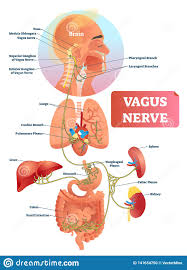 Illustration De Vecteur De Nerf Vague Structure Anatomique Et Emplacement Marques Illustration De Vecteur Illustration Du Illustration Vecteur 141654750