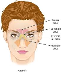 Pin By Zdenek Zarybnicky On Lekarska Terminologie Paranasal Sinuses Natural Headache Remedies Sinus Remedies