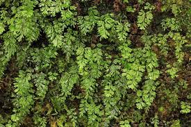 Image result for Hymenophyllum capillare