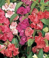 Image result for Impatiens salpinx