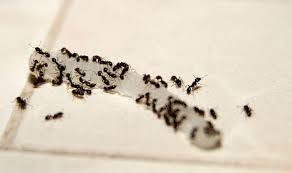 Mix 5 to 10 drops of tea tree oil with 2 cups of water and use as a spray. How To Get Rid Of Ants In The Kitchen Express Co Uk