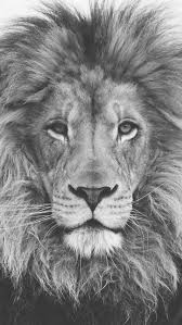 Black And White Angry Lion Face Wallpaper Pin By Latefa Price On Lions Black And White Lion Lion Art Lion Pictures