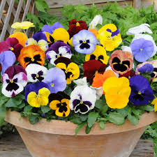 Looking for the best plants for small pots? Pansy Matrix Mixed Plug Plants Autumn And Winter Flowering Pansies Brookside Nursery
