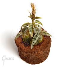 Image result for Goodyera afzelii