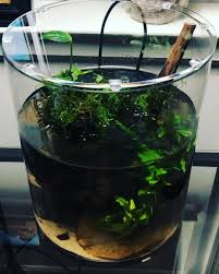 Wild Betta Glass Cylinder Video Glass Fish Tanks Aquatic Plants Betta Fish Tank