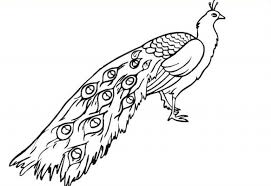 Gambar burung elang dengan menggunakan pensil. Contoh Sketsa Gambar Burung 5 Tips Mewarnai Yang Efektif