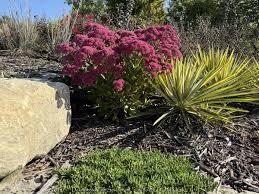 Image result for Delosperma mahonii