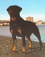 Browse thru our id verified dog breeders listings to find your perfect breeder in your area. Rottweiler Puppies For Sale In Maine