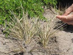 Image result for Eragrostis pallens