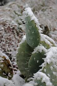 Reviving A Frozen Cactus Plant How To Care For A Frozen Cactus Even In Summer Toasty Regions Of Arizona Tem Cactus Plants Cactus Flower Cacti And Succulents
