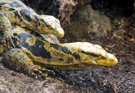 Columbia, md & palm coast, fl. Monitor Lizard Free Stock Photos Rgbstock Free Stock Images Micromoth September 08 2017 1