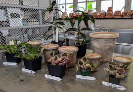 December 20, 2017/in indoor gardening /by espoma. Potting African Violets The Martha Stewart Blog