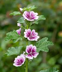 Image result for Malva
