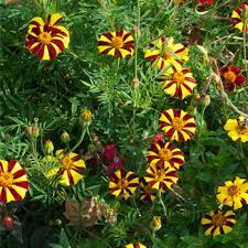 French marigold is a plant that exhibits very beautiful flowers pruning and caring for french marigold. Marigold Harlequin Tagetes Patula Seeds Select Seeds