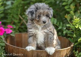 Aussiedoodle puppies for sale your search returned the following puppies for sale. Trixie Blue Merle Toy Aussiedoodle Puppy Your Dream Doodle Puppy The Honest Way