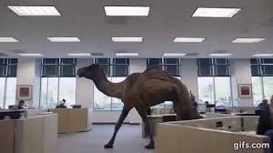 The hump day camel costume is going to be a huge hit at holiday masquerade parties. Geico Hump Day Camel Commercial Happier Than A Camel On Wednesday Hump Day Commercial Gif Gifs Memes Images