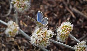 Image result for Smithia erubescens